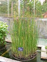 Scirpus Lacustris cv Zebrinus (fam. Cyperacees) (2) (Photo F. Mrugala)